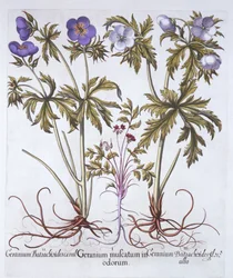 Geranium-Variationen, aus Hortus Eystettensis, von Basil Besler, 1613